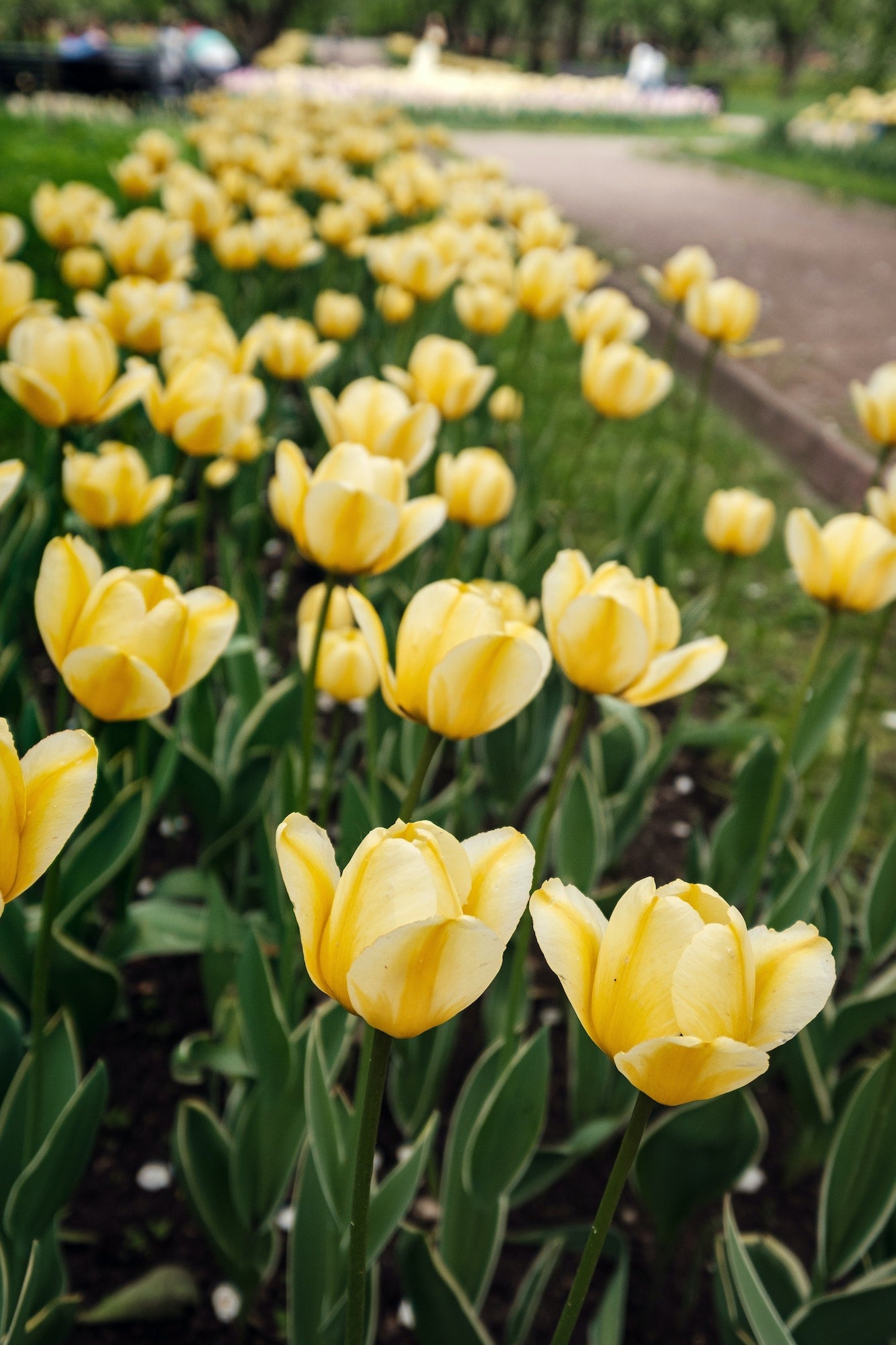 Tulips blooming in a flower bed in Kolomenskoye Park in Moscow